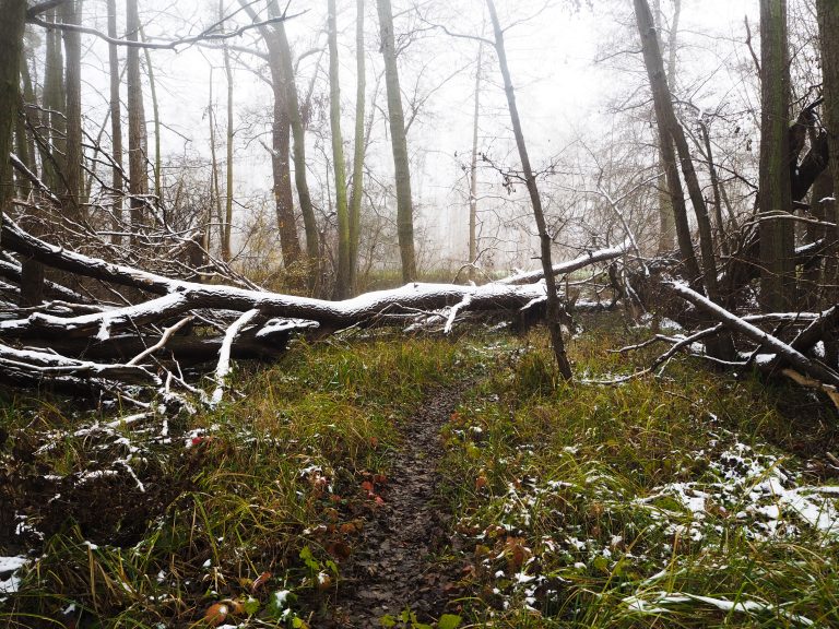 Verschneiter Wald